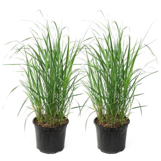 Feather Reed Grass - 2 pcs. - Calamagrostis 'Karl Foerster' - H40-60cm - ⌀23cm