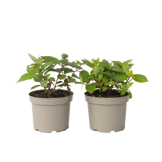 Hortensia - 2 pcs. - Hydrangea 'Magic Sunset' - Height 25-40cm - ⌀19cm