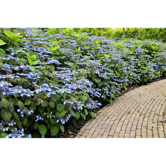 Hortensia - 2 pcs. - Hydrangea serrata 'Magic Pillow' - Height 25-40cm - ⌀19cm