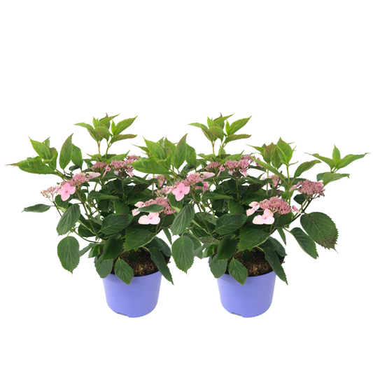 Hortensia - 2 pcs. - Hydrangea serrata 'Magic Pillow' - Height 25-40cm - ⌀19cm