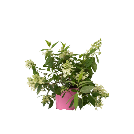 Hortensia - Hydrangea paniculata 'Confetti' - Height 25-40cm - ⌀19cm