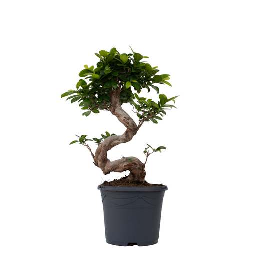 Curtain Fig - 2 pcs. - Ficus microcarpa 'ginseng' - Height 55-65cm - ⌀20cm