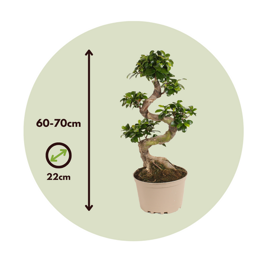 Curtain Fig - 2 pcs. - Ficus microcarpa 'ginseng' - Height 60-70cm - ⌀22cm