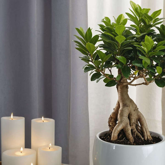 Curtain Fig - 4 pcs. - Ficus microcarpa - Height 35-40cm - ⌀15cm