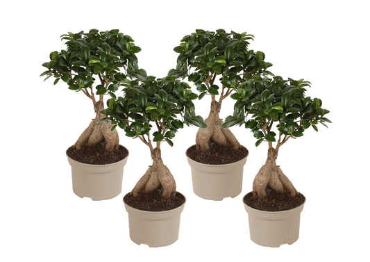 Curtain Fig - 4 pcs. - Ficus microcarpa - Height 35-40cm - ⌀15cm