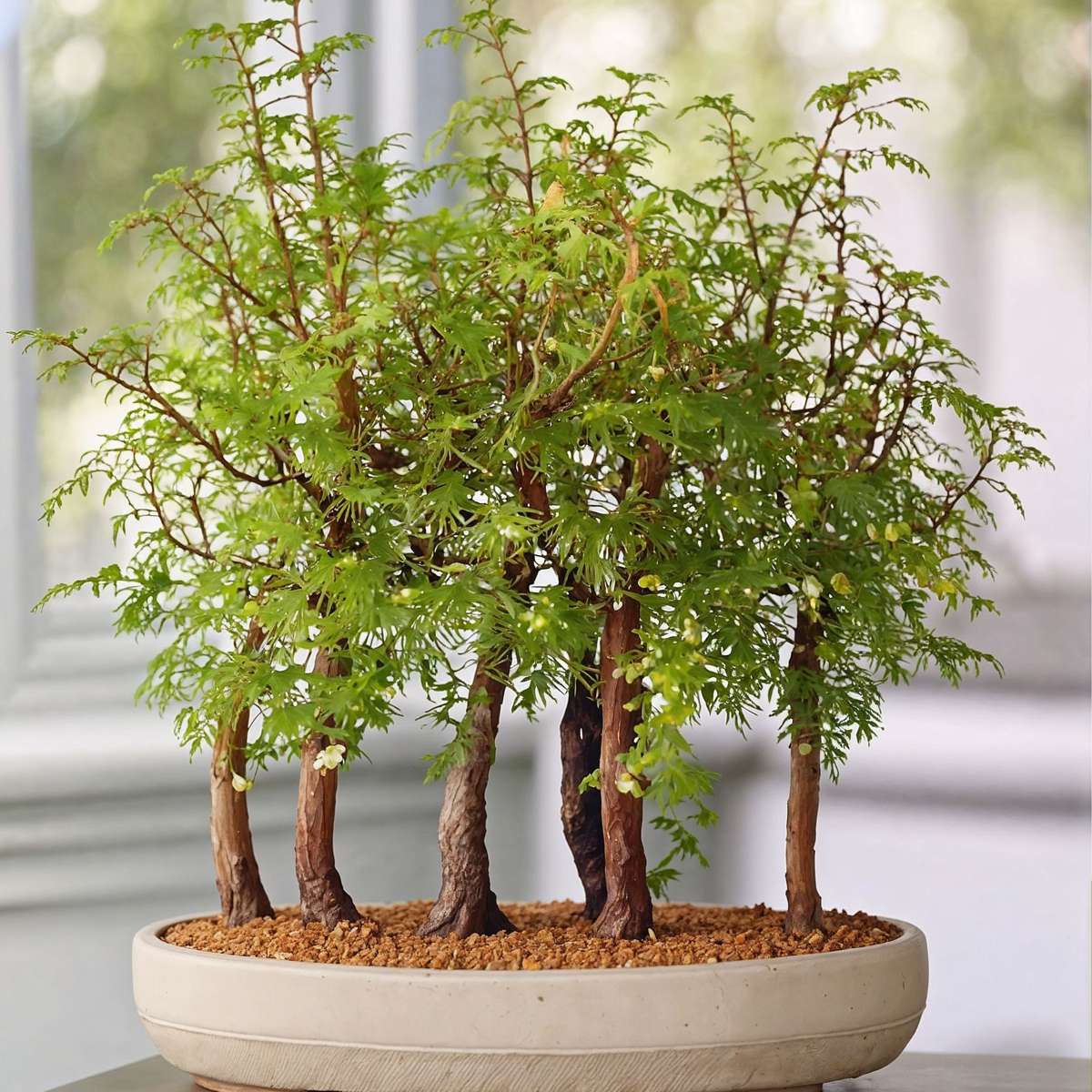 Dawn Redwood Forest Bonsai - Bonsai 'Metasequoia Forest' - H20-30cm - ⌀15cm