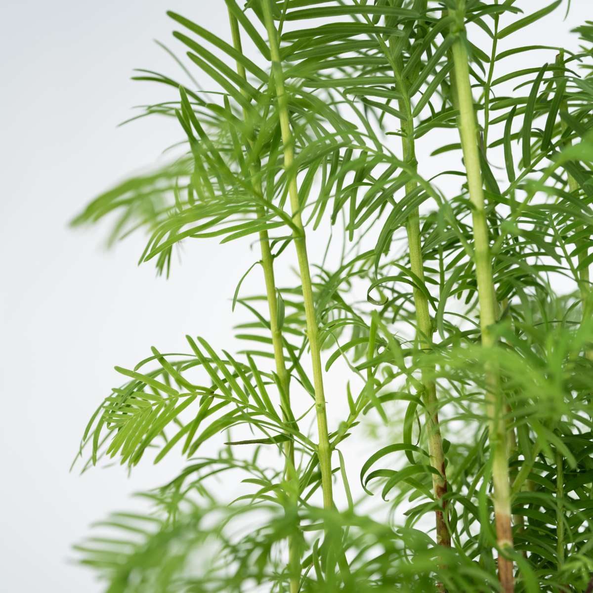 Dawn Redwood Forest Bonsai - Bonsai 'Metasequoia Forest' - H20-30cm - ⌀15cm