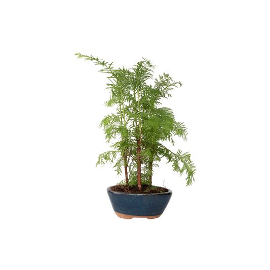Dawn Redwood Forest Bonsai - Bonsai 'Metasequoia Forest' - H20-30cm - ⌀15cm