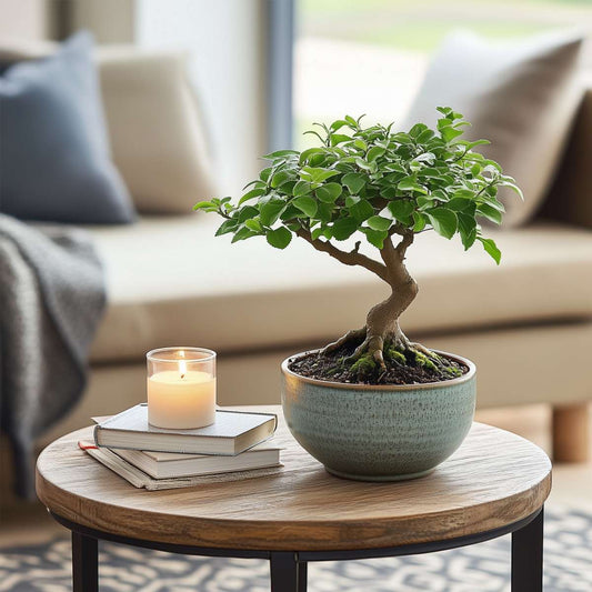 Bonsai tree - Zelkova serrata - Height 25-35cm - ⌀20cm