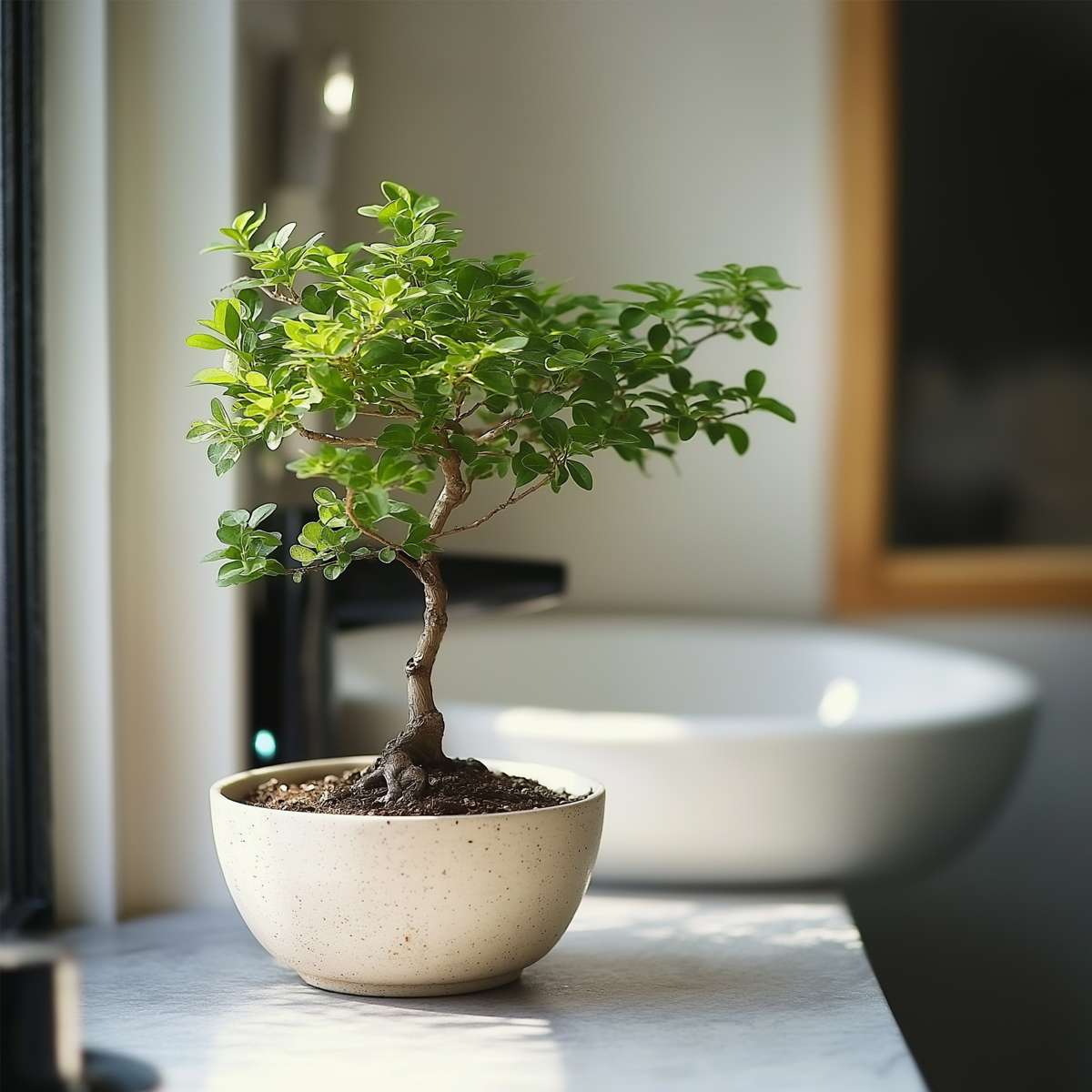 Bonsai tree - Zelkova serrata - Height 25-35cm - ⌀20cm