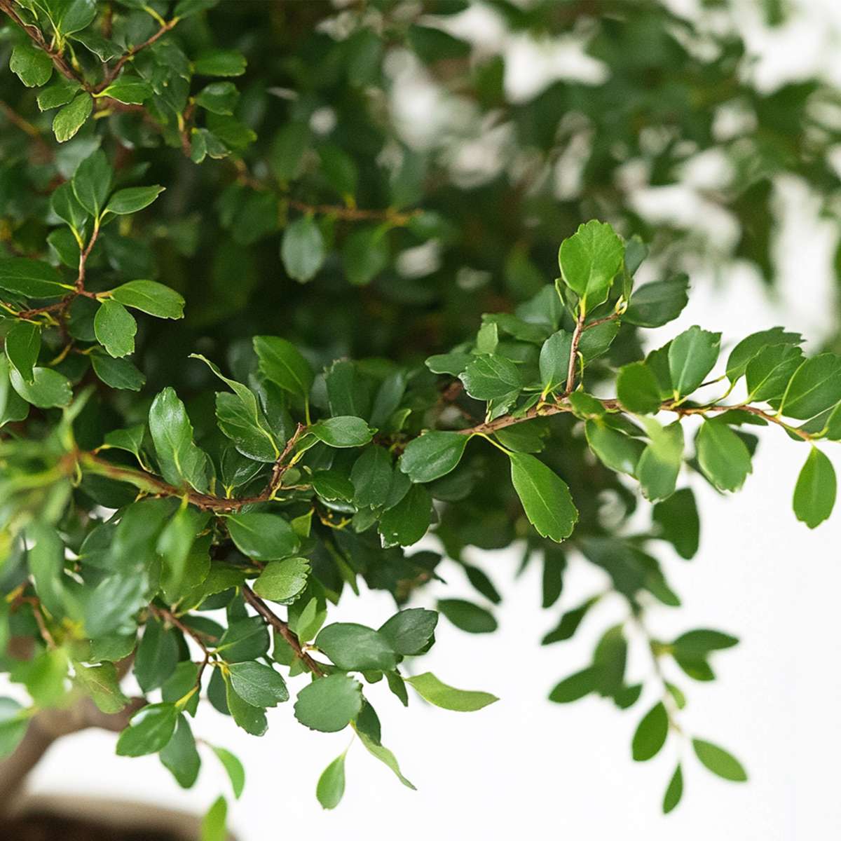 Bonsai tree - Zelkova serrata - Height 25-35cm - ⌀20cm