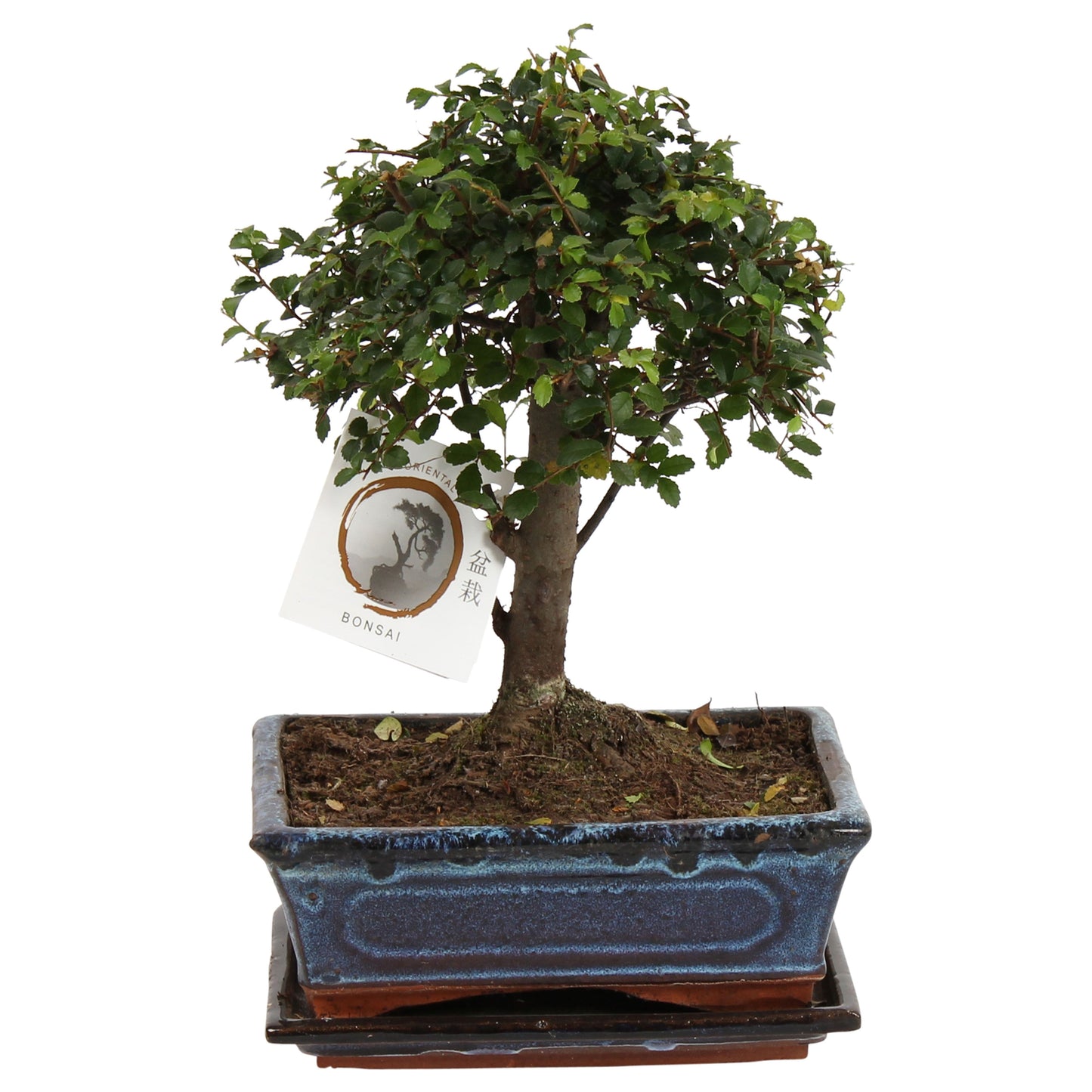Bonsai tree - Zelkova serrata - Height 25-35cm - ⌀20cm