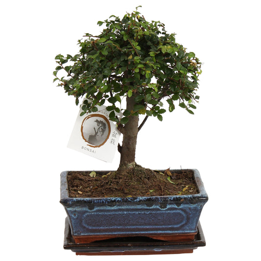 Bonsai tree - Zelkova serrata - Height 25-35cm - ⌀20cm