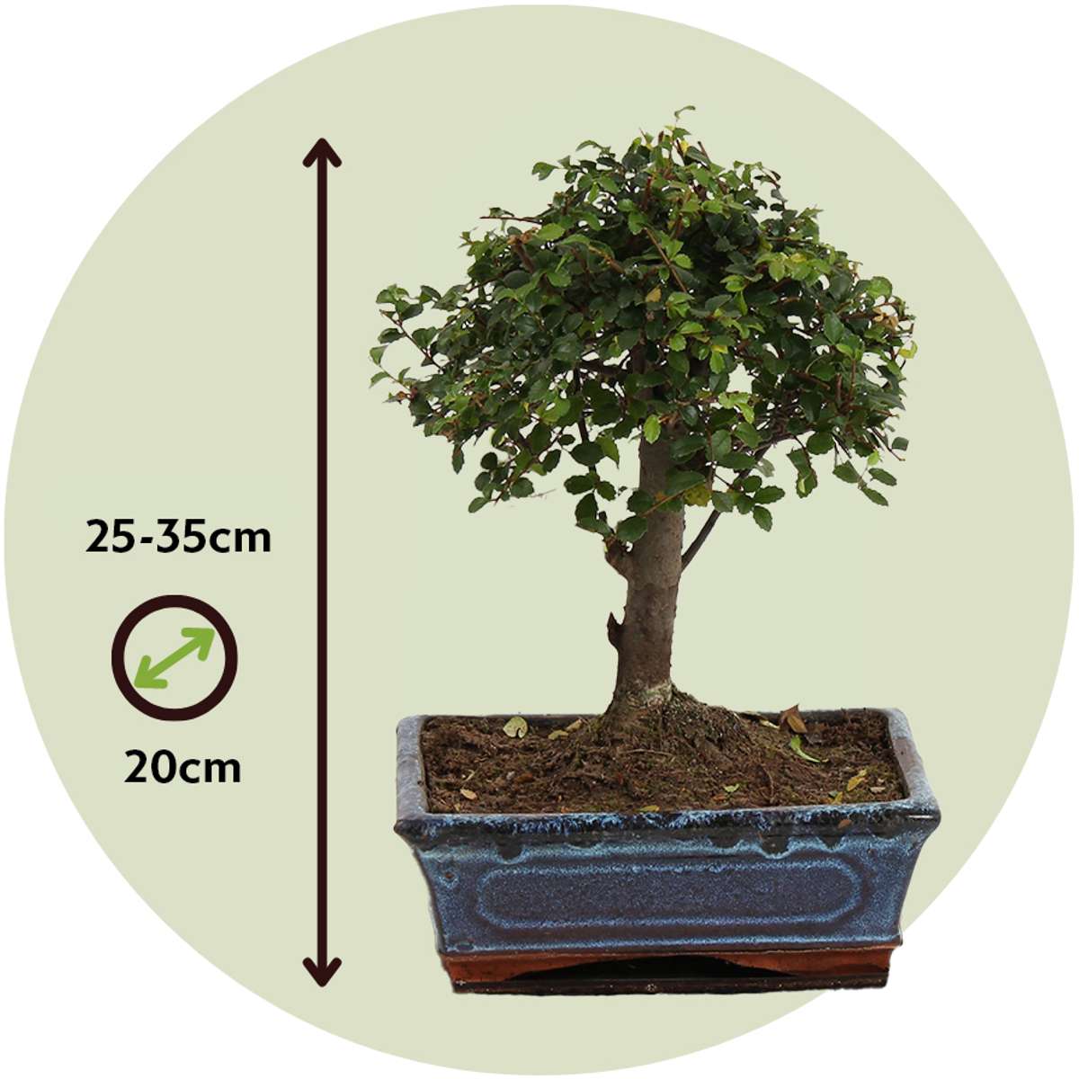 Bonsai tree - Zelkova serrata - Height 25-35cm - ⌀20cm