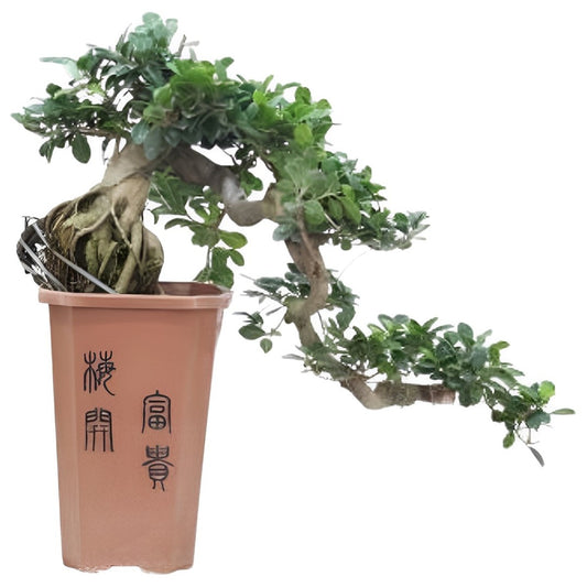 Bonsai Cascade - Ficus retusa - Height 70cm - ⌀26cm