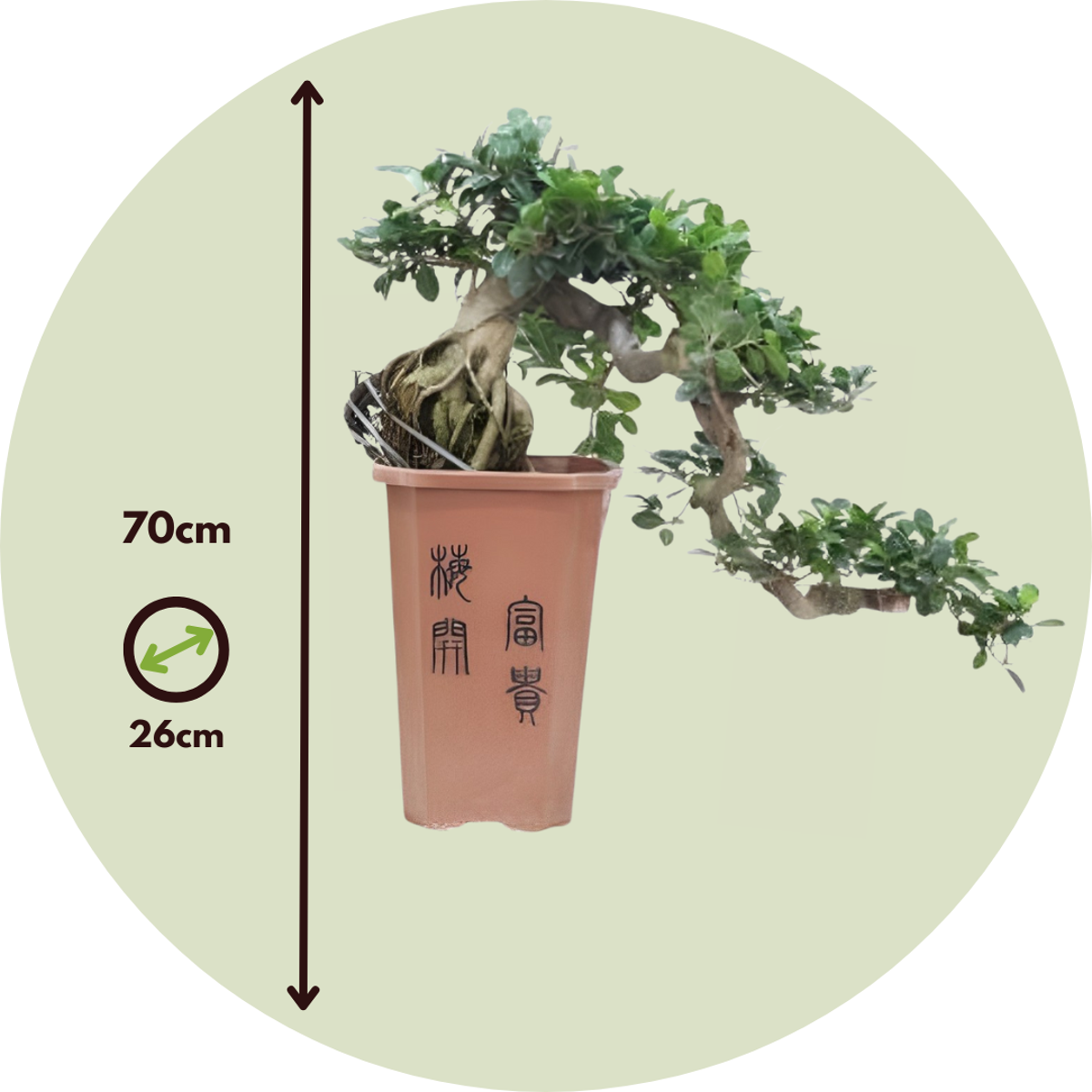 Bonsai Cascade - Ficus retusa - Height 70cm - ⌀26cm