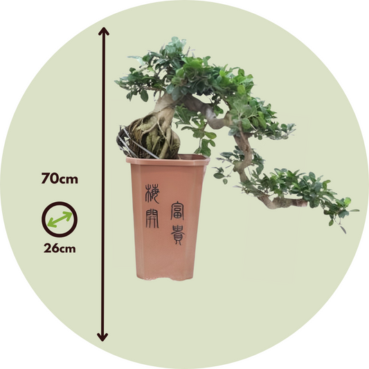 Bonsai Cascade - Ficus retusa - Height 70cm - ⌀26cm