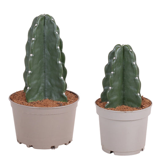 Crown of Thorns Cactus - 2 pcs. - Cereus jamacaru - Height 25-30cm - ⌀18cm