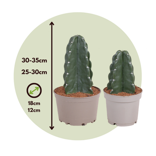 Crown of Thorns Cactus - 2 pcs. - Cereus jamacaru - Height 25-30cm - ⌀18cm