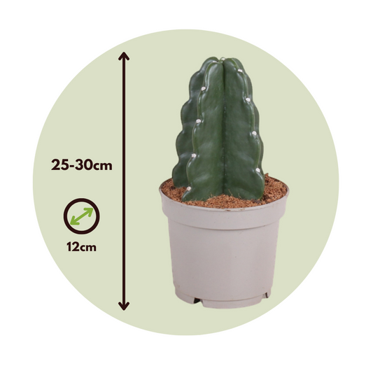 Crown of Thorns Cactus - Cereus jamacaru - Height 25-30cm - ⌀12cm