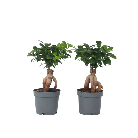 Curtain Fig - 2 pcs. - Ficus microcarpa - Height 30-40cm - ⌀12cm