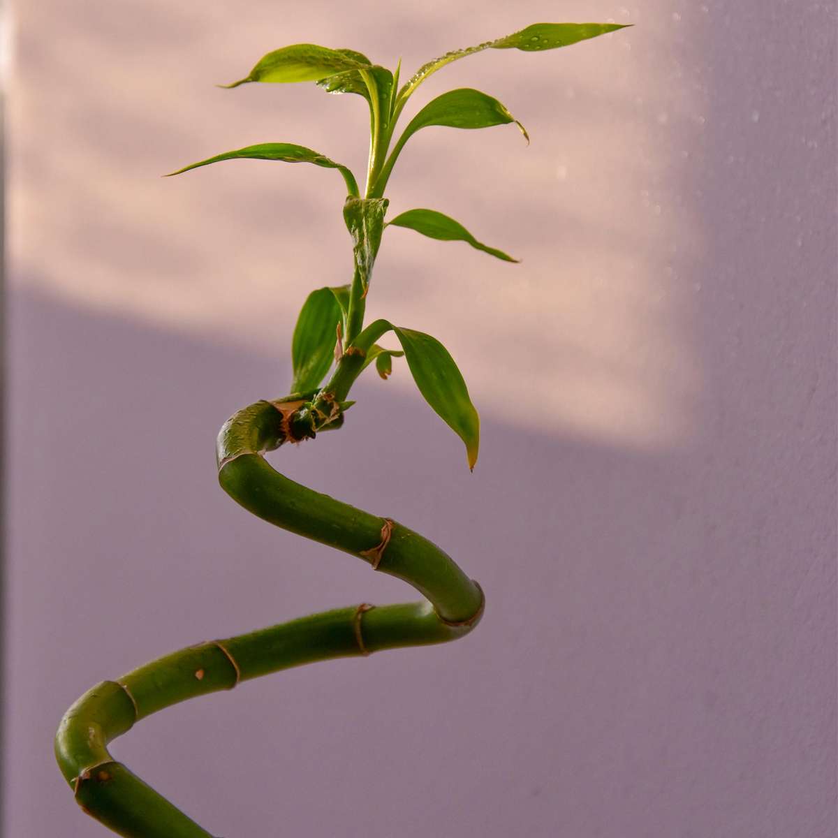 Lucky Bamboo - 6 pcs. - Dracaena sanderiana - Height 40-50cm - ⌀2cm