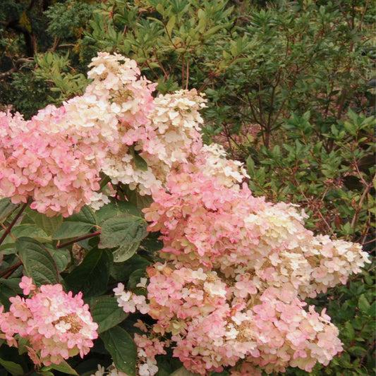 Hortensia - 3 pcs. - Hydrangea paniculata 'Pink Lady' - Height 25-40cm - ⌀9cm