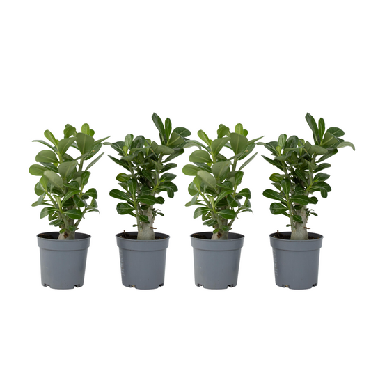 Desert rose - 4 pcs. - Adenium obesum - Height 25-40cm - ⌀10,5cm