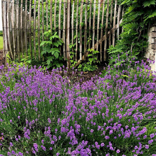 Lavender - 12 pcs. - Lavandula angustifolia - Height 10-15cm - ⌀10,5cm