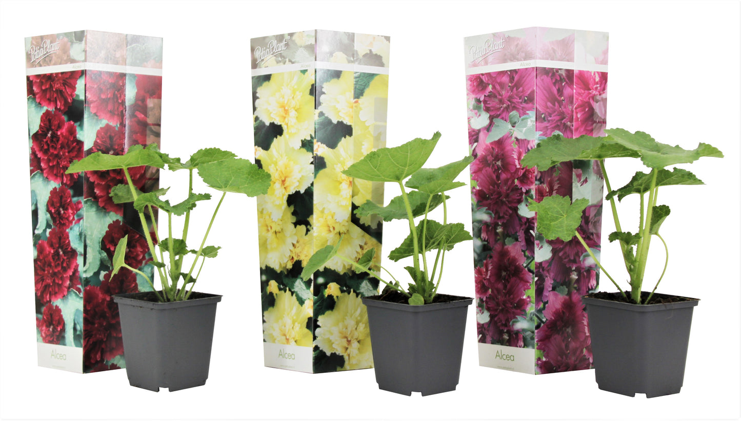 Hollyhock - 3 pcs. - Alcea rosea - Height 25-40cm - ⌀9cm
