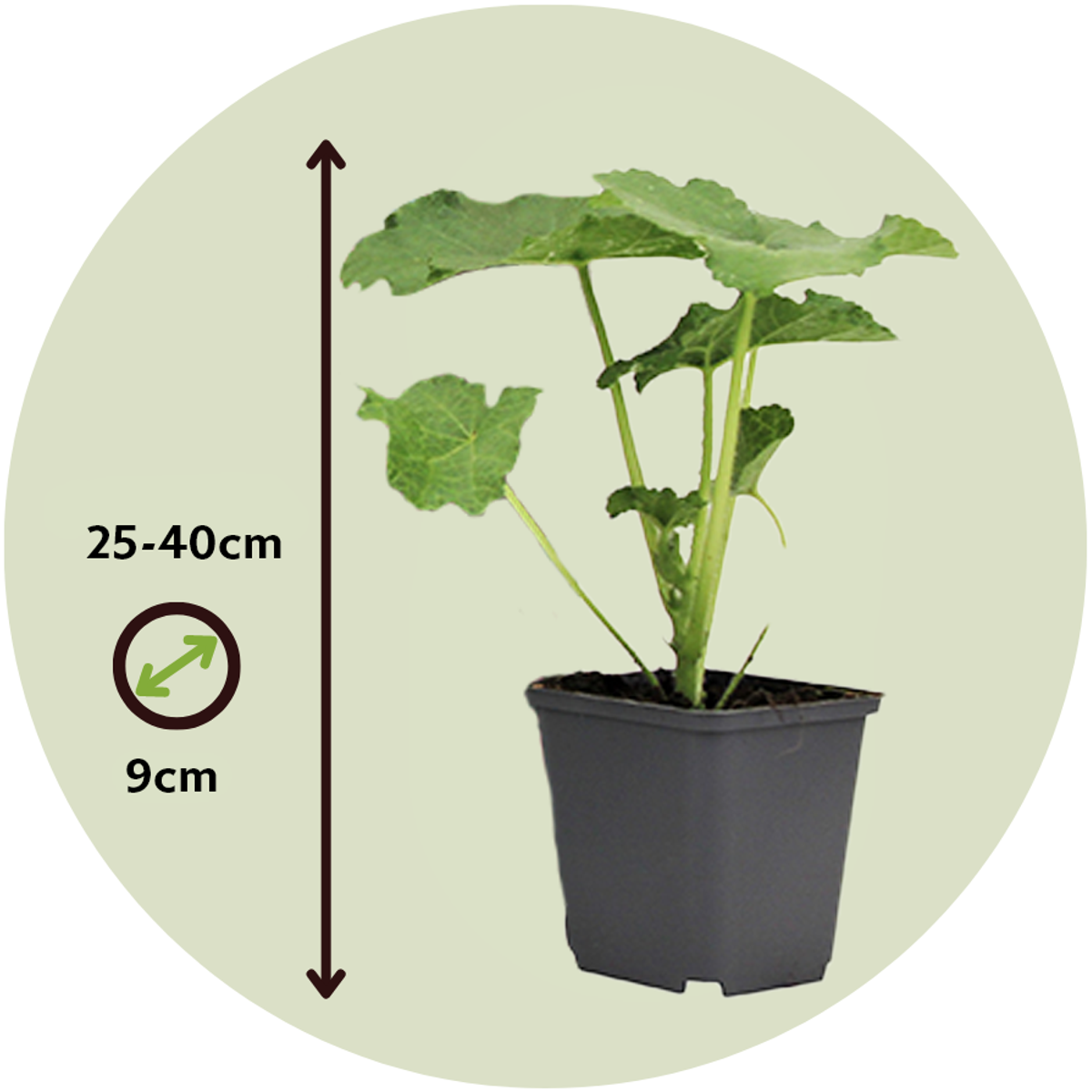 Hollyhock - 3 pcs. - Alcea rosea - Height 25-40cm - ⌀9cm