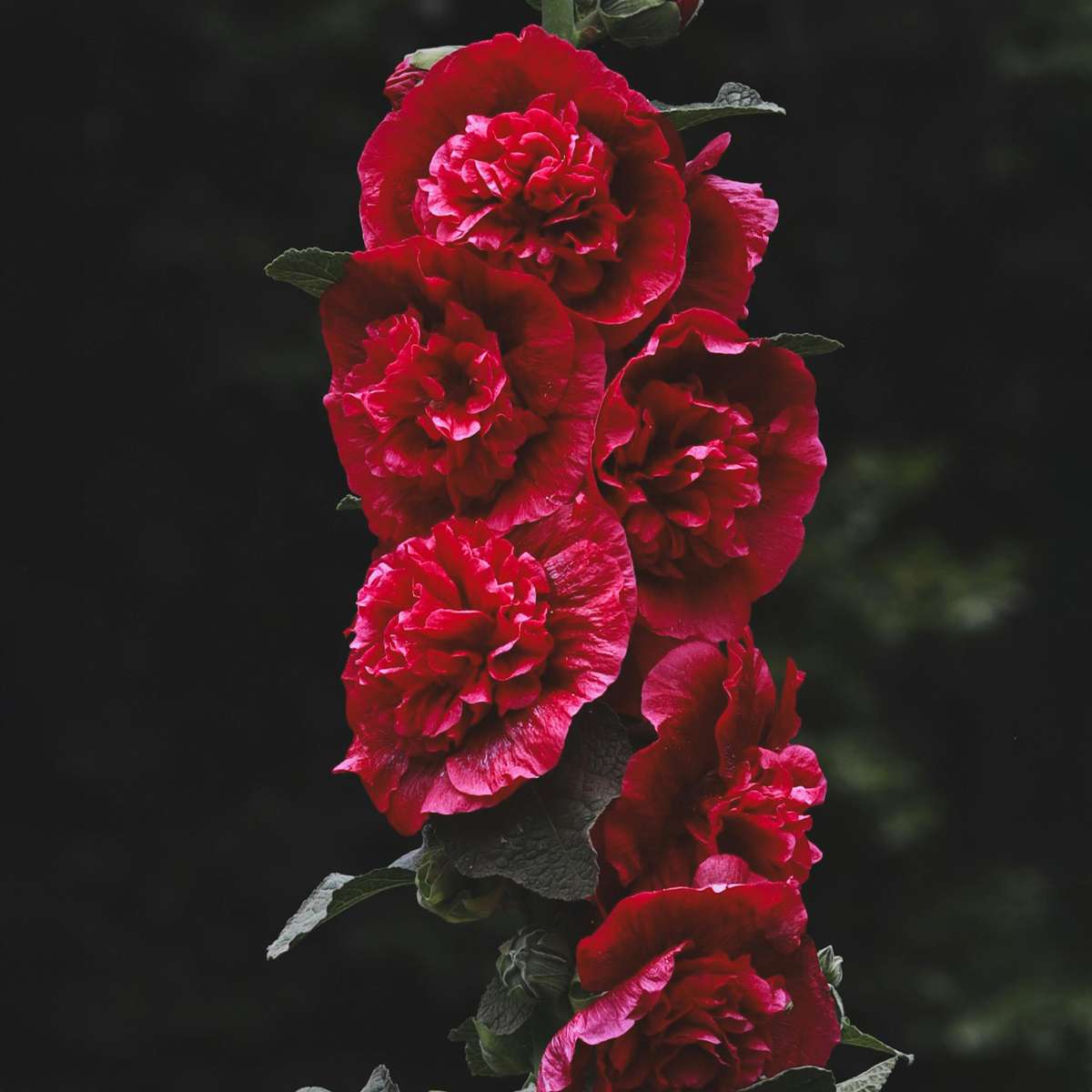 Hollyhock - 6 pcs. - Alcea rosea - Height 25-40cm - ⌀9cm