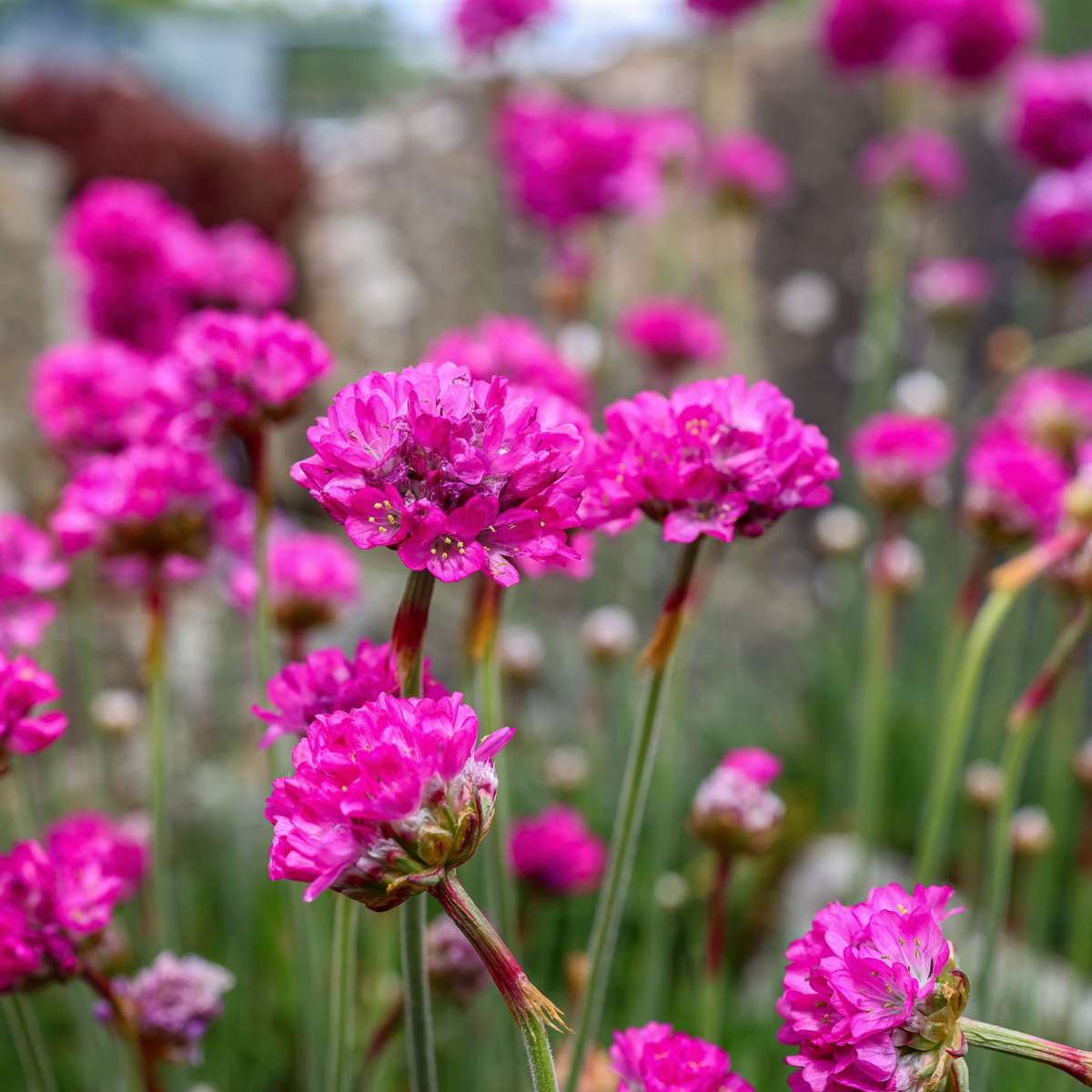 Sea Thrift - 6 pcs. - Armeria maritima 'Deep Rose' - Height 20-30cm - ⌀12cm