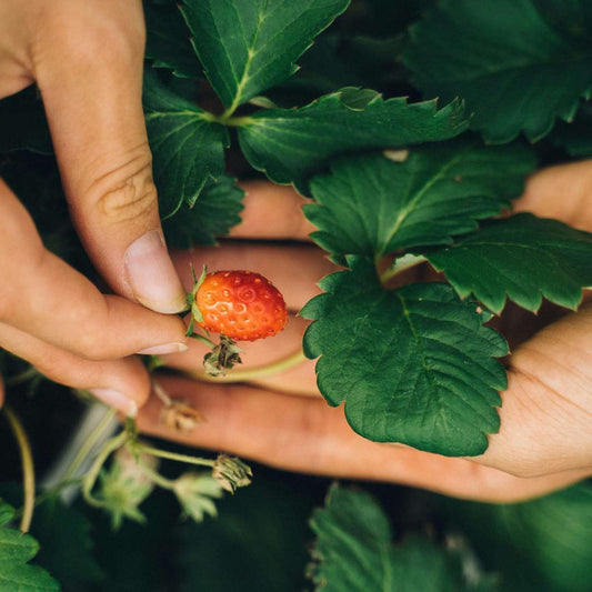 Strawberry plant - 3 pcs. - Fragaria x ananassa 'Roman' - Height 15-20cm - ⌀9cm