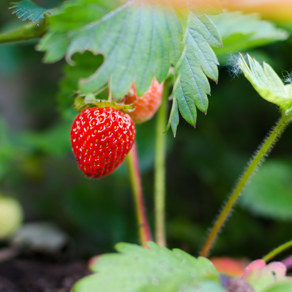 Strawberry plant - 6 pcs. - Fragaria x ananassa 'Roman' - Height 15-20cm - ⌀9cm