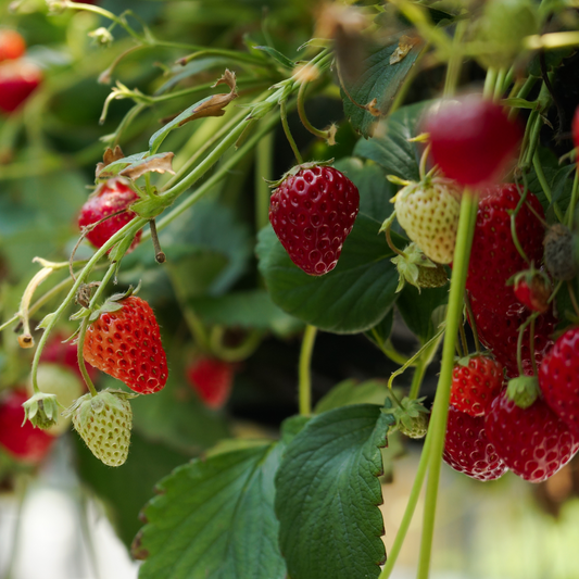 Strawberry plant - 6 pcs. - Fragaria x ananassa 'Roman' - Height 15-20cm - ⌀9cm