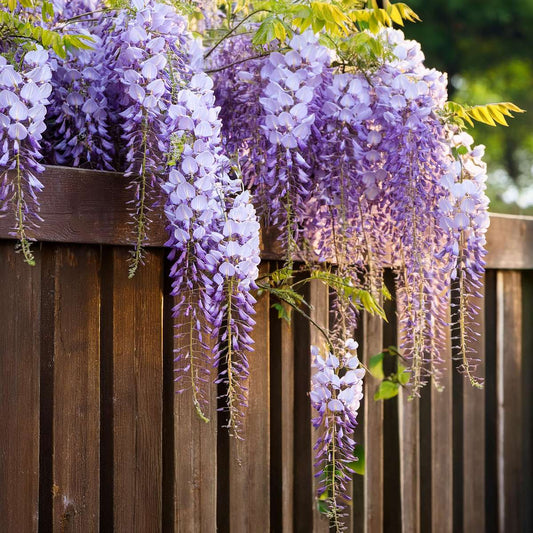 Chinese wisteria - 3 pcs. - Wisteria sinensis - Height 25-40cm - ⌀9cm