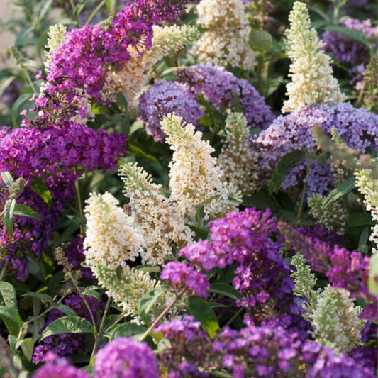 Summer lilac - 6 pcs. - Buddleja davidii - Height 25-40cm - ⌀9cm