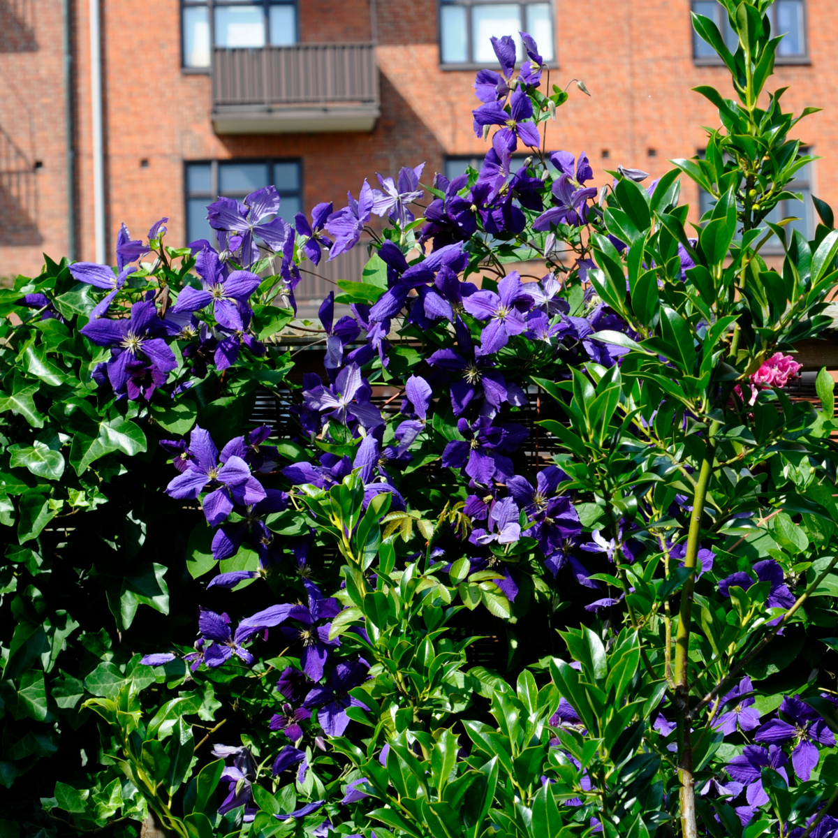 Leather flower - 3 pcs. - Clematis 'The President' - Height 25-40cm - ⌀9cm