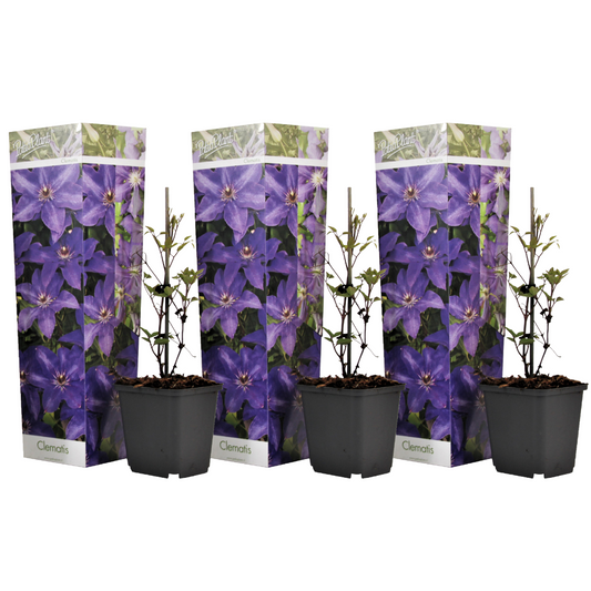 Leather flower - 3 pcs. - Clematis 'The President' - Height 25-40cm - ⌀9cm