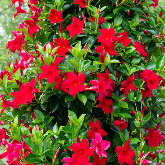 Mandevilla - 3 pcs. - Dipladenia sanderii 'Rio Red' - Height 25-40cm - ⌀9cm