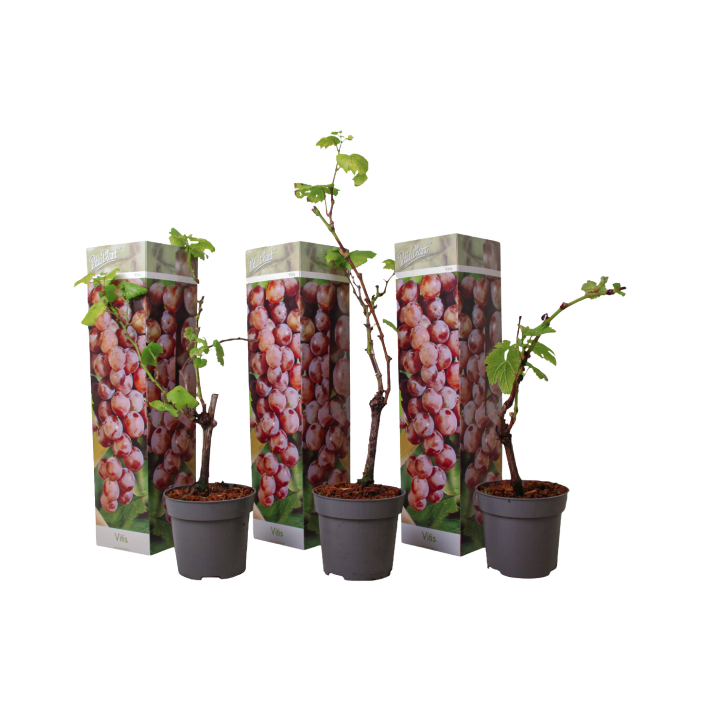Common grape vine - 3 pcs. - Vitis vinifera 'pinot gris' - Height 25-40cm - ⌀9cm