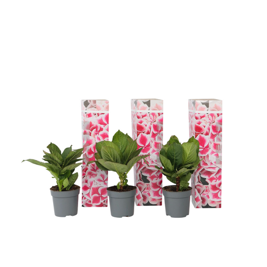 Hortensia - 3 pcs. - Hydrangea macrophylla 'Camilla' - Height 25-40cm - ⌀9cm
