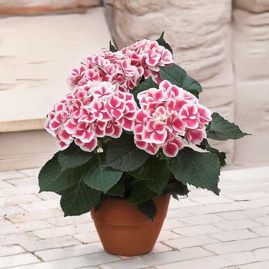 Hortensia - 6 pcs. - Hydrangea macrophylla 'Camilla' - Height 25-40cm - ⌀9cm