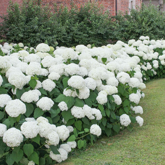 Hortensia - 6 pcs. - Hydrangea macrophylla 'Wudu' - Height 25-40cm - ⌀9cm