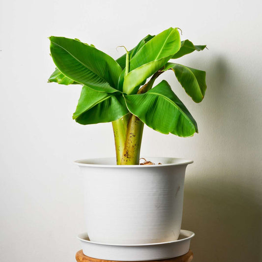 Hardy Banana - 3 pcs. - Musa basjoo - Height 25-40cm - ⌀9cm