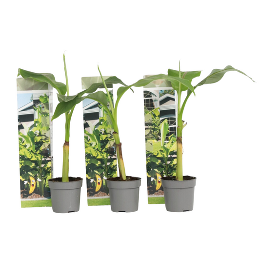 Hardy Banana - 3 pcs. - Musa basjoo - Height 25-40cm - ⌀9cm