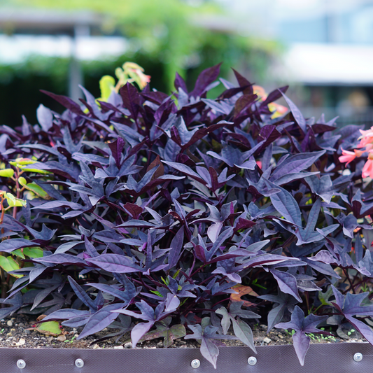 Sweet Potato - 3 pcs. - Ipomoea batatas - Height 10-15cm - ⌀10,5cm