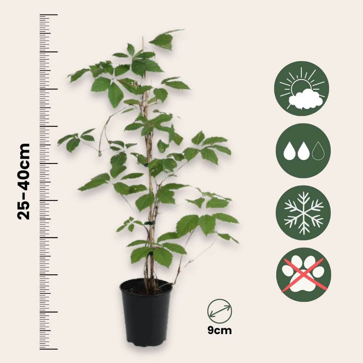 Virginia creeper - 3 pcs. - Parthenocissus quinquefolia - Height 25-40cm - ⌀9cm