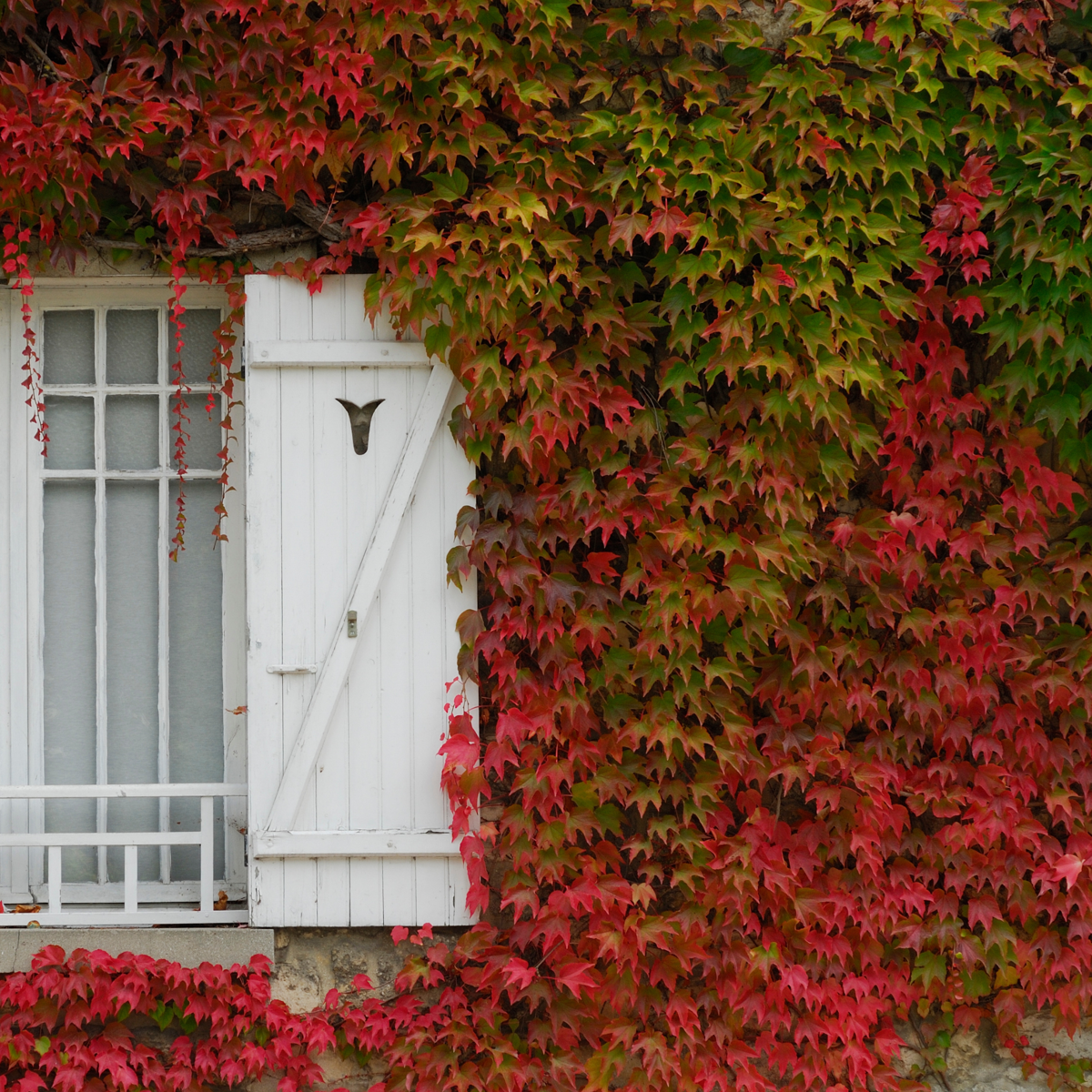 Virginia creeper - 3 pcs. - Parthenocissus quinquefolia - Height 25-40cm - ⌀9cm
